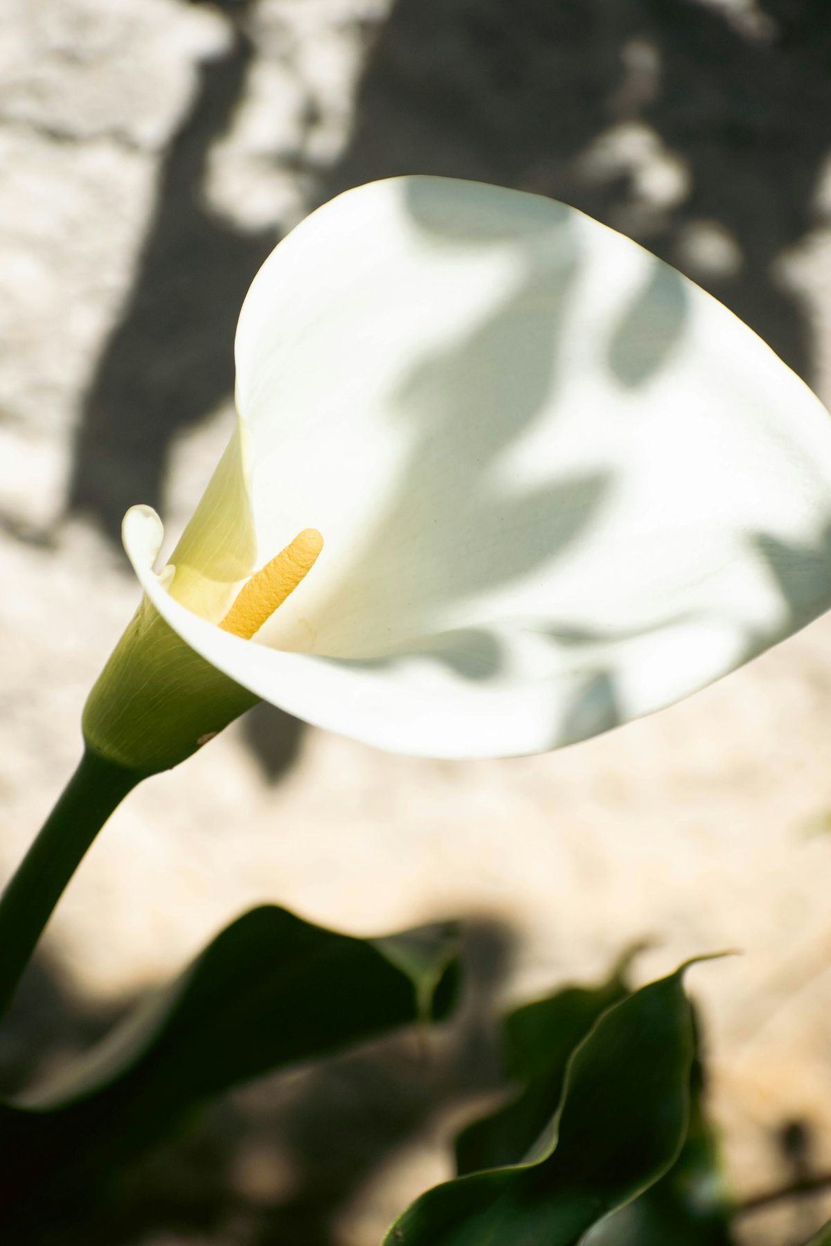 Hvit calla-lilje (Zantedeschia) med traktformet høyblad i sollys