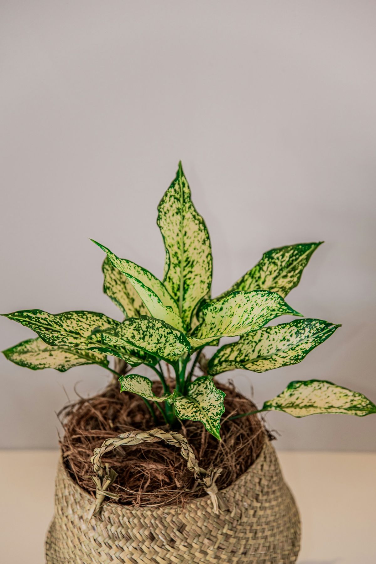 Dieffenbachia (dumcane) plante med store grønn- og hvitmarmorerte blad