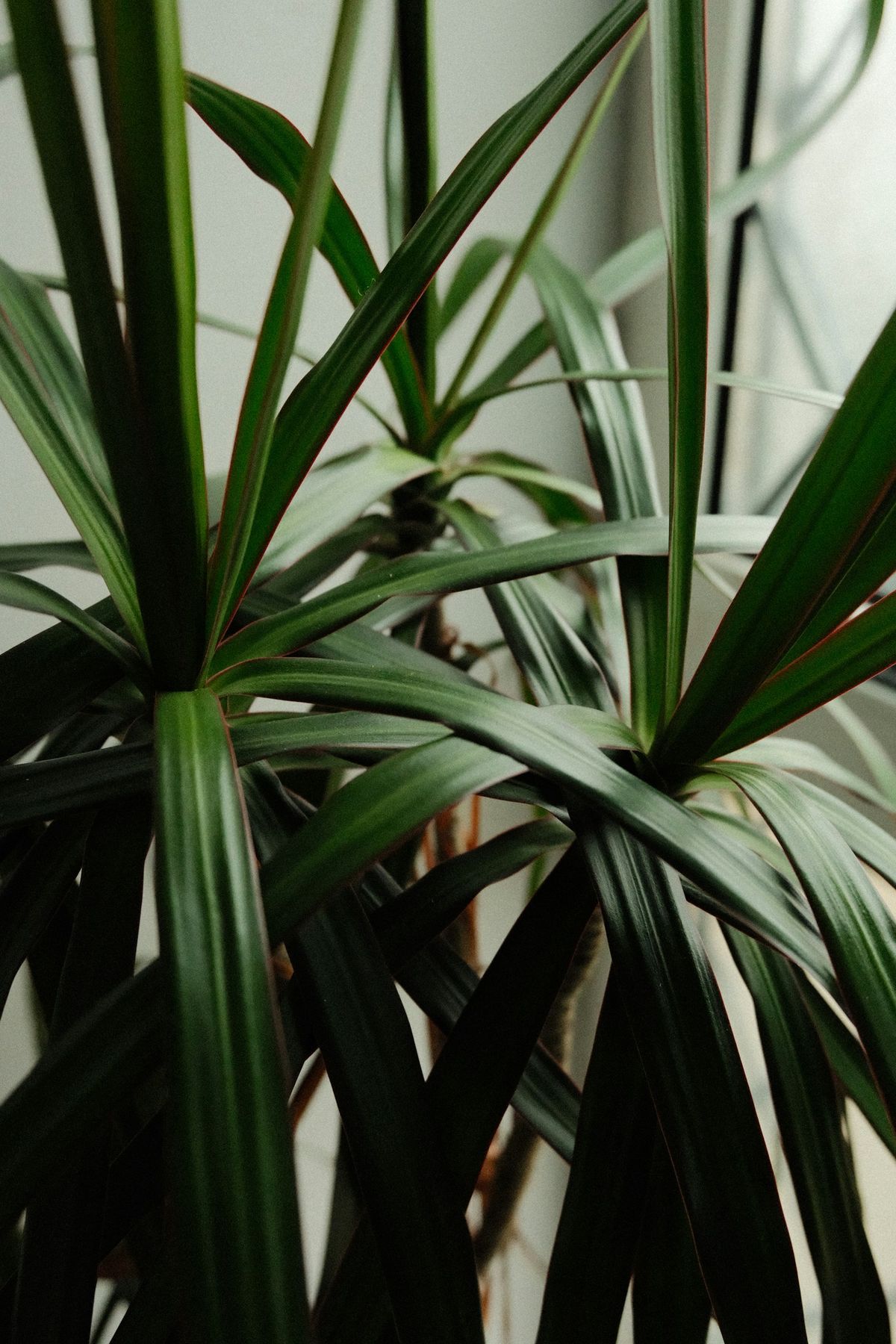 Nærbilde av friske grønne dracaena-blader innendørs