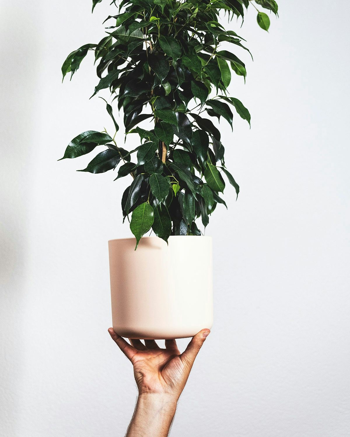 Ficus benjamina (gråfikentre) i hvit keramikk-potte