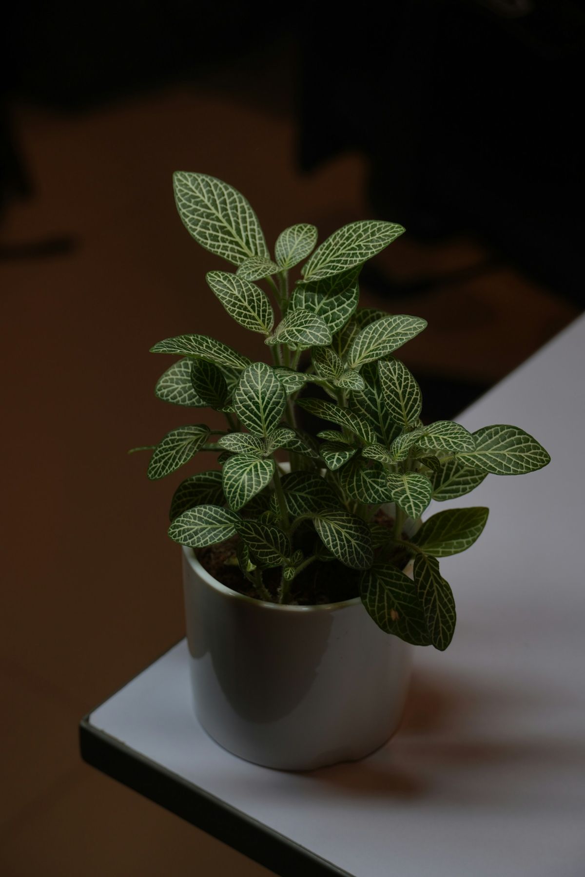 Fittonia-plante i potte på hvitt bord