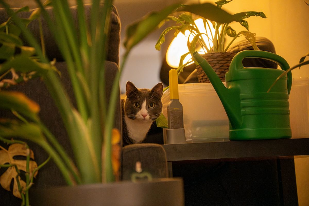 Katt titter frem bak inneplanter ved en vanning