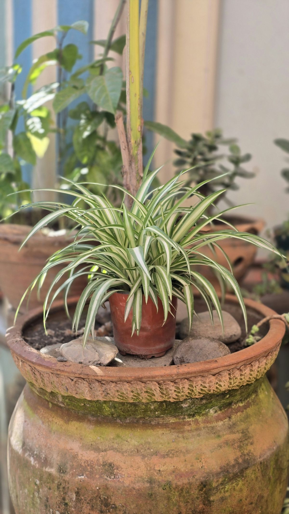 Grønnrenske (edderkoppplante) i terrakottapotte