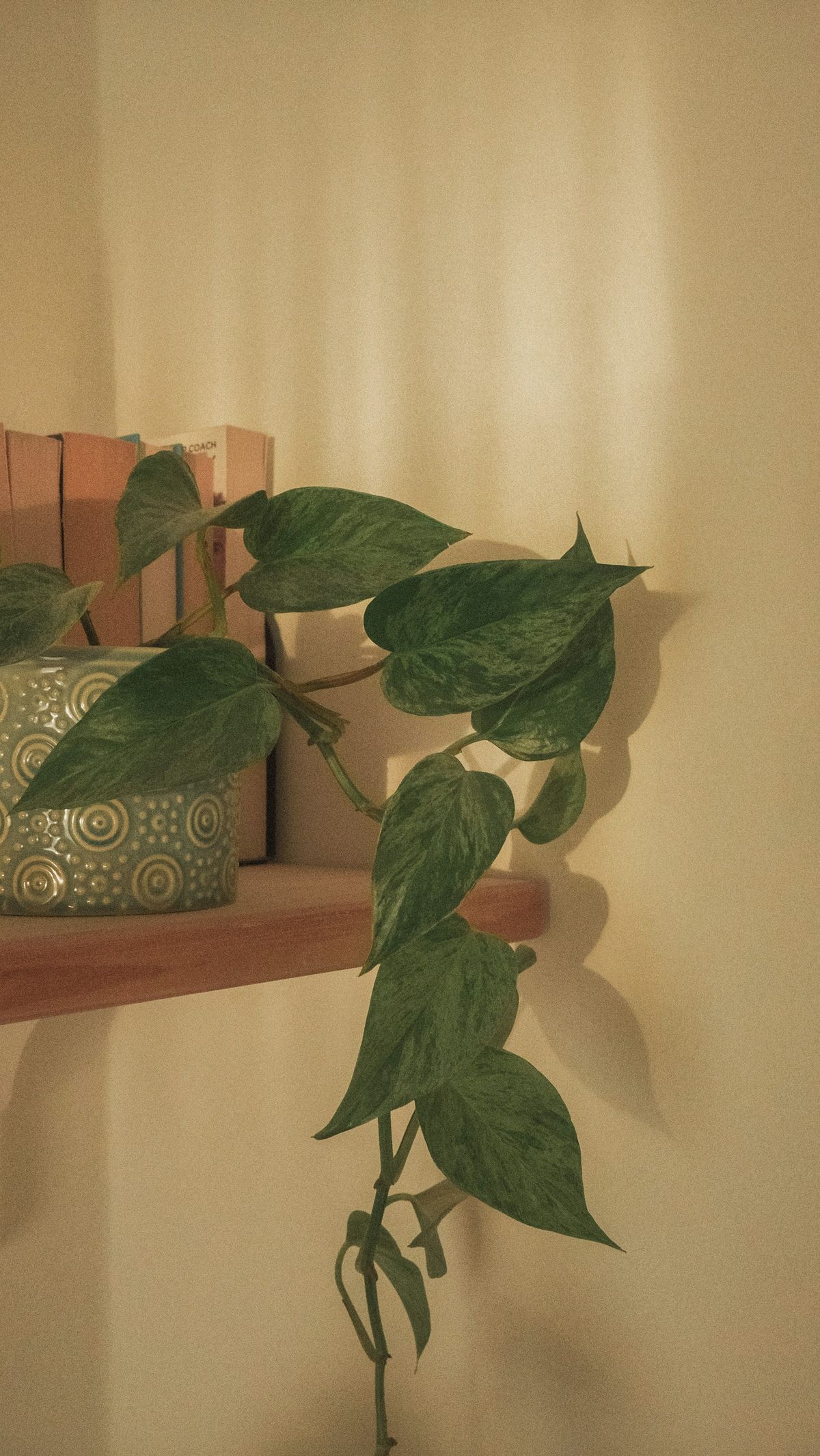 Pothos-plante med brokete blader på en hylle