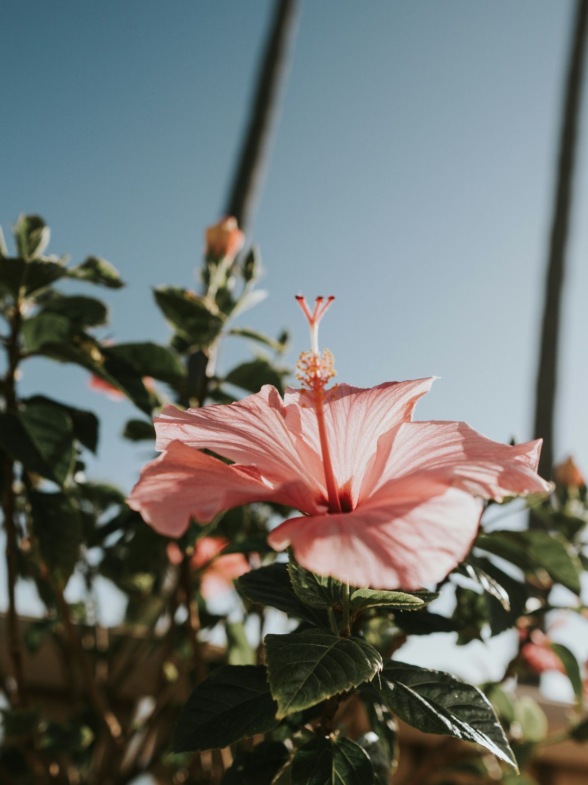 Rosa hibiskus-blomst i potte