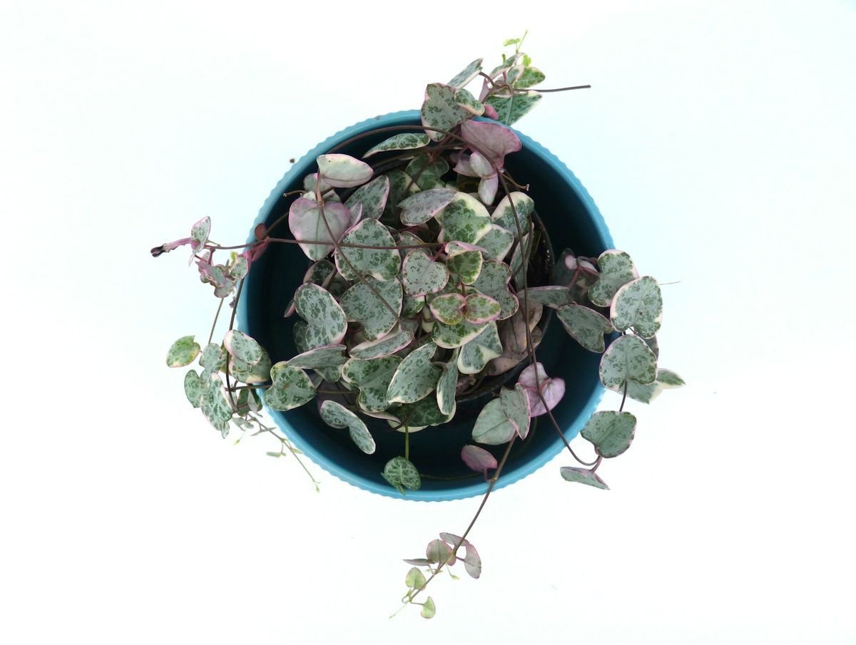 Hjertekjede plante (Ceropegia woodii) i blå potte