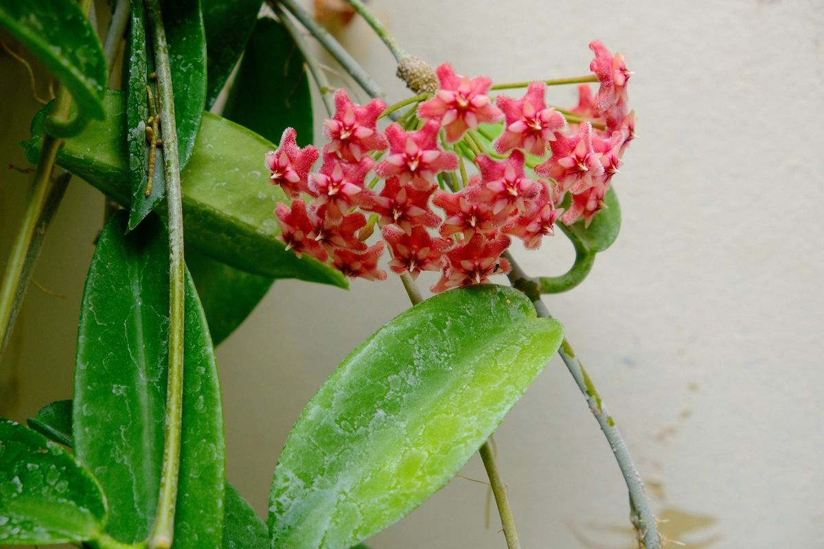 Levende røde hoya-blomster blant grønne blader