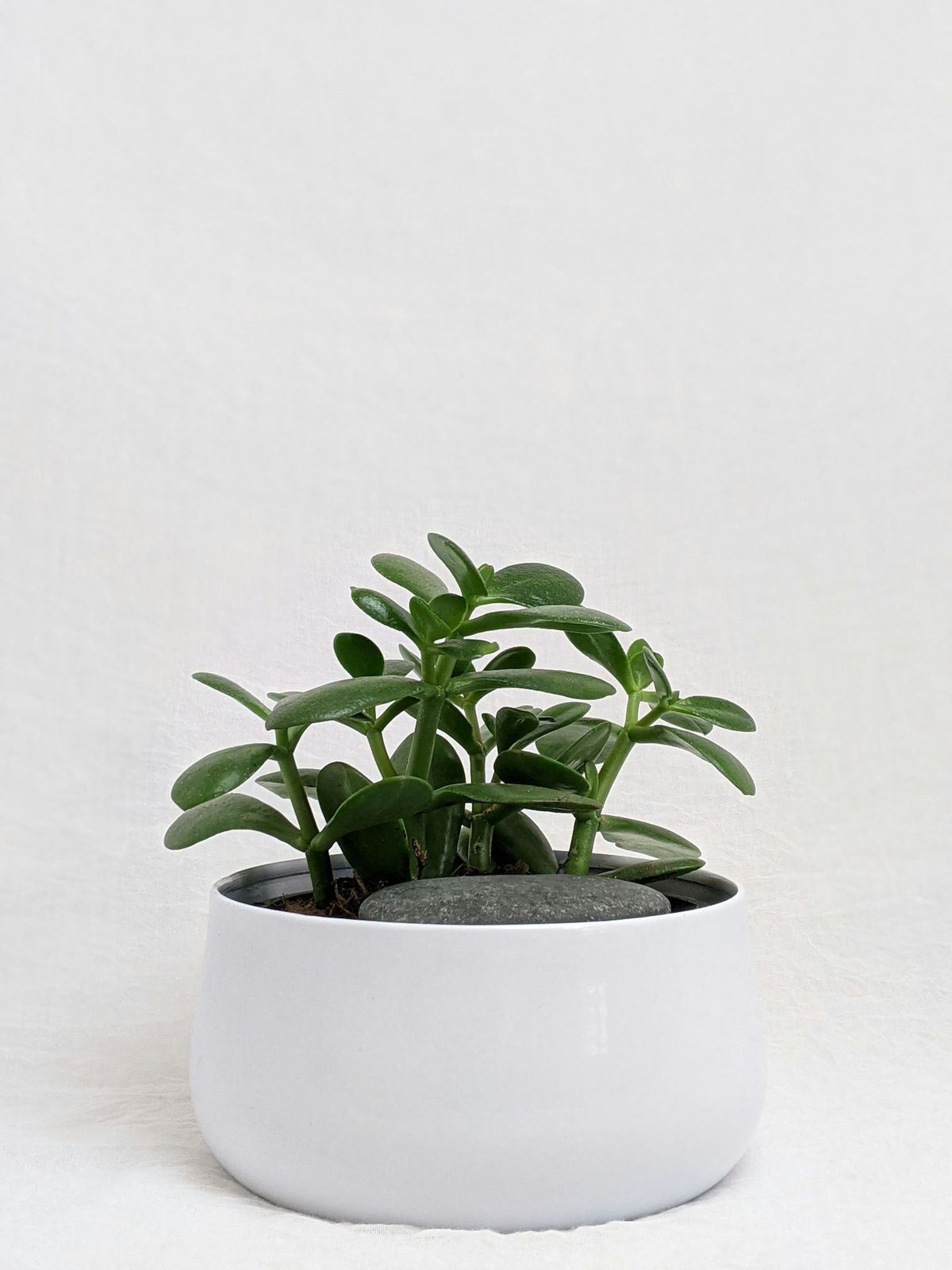 Grønn jadeplante i hvit potte