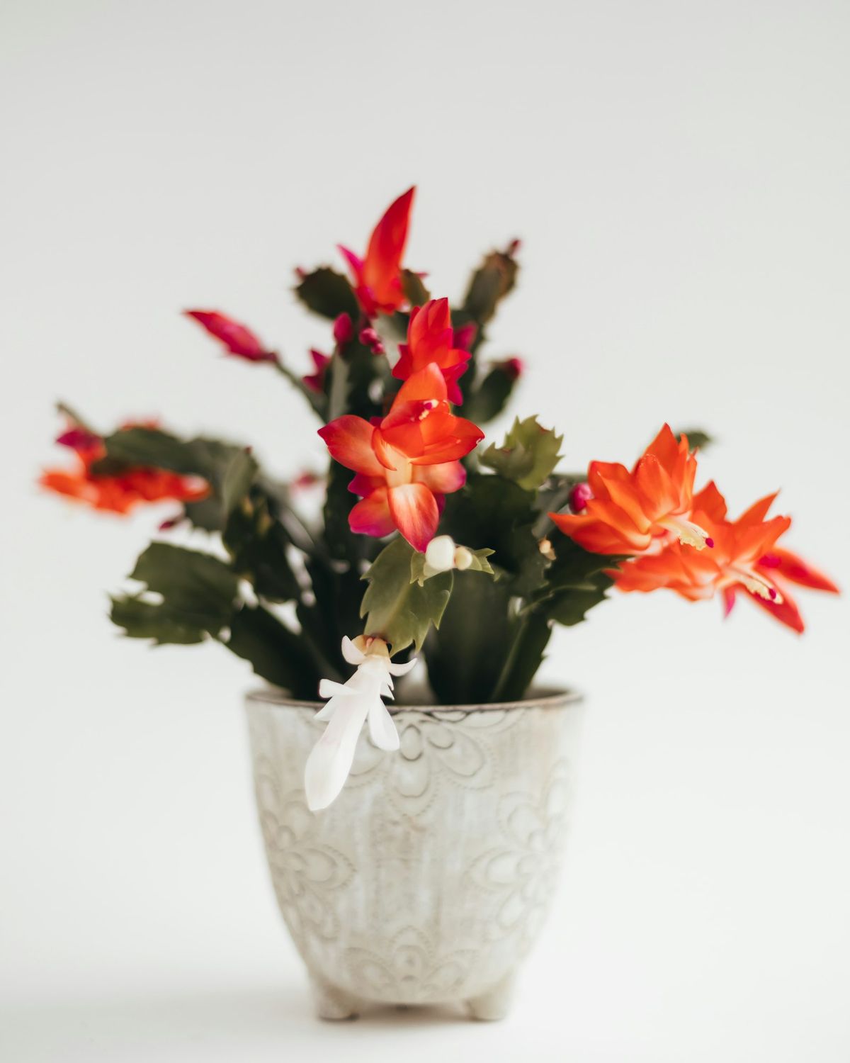 Julekaktus i potte med røde og oransje blomster