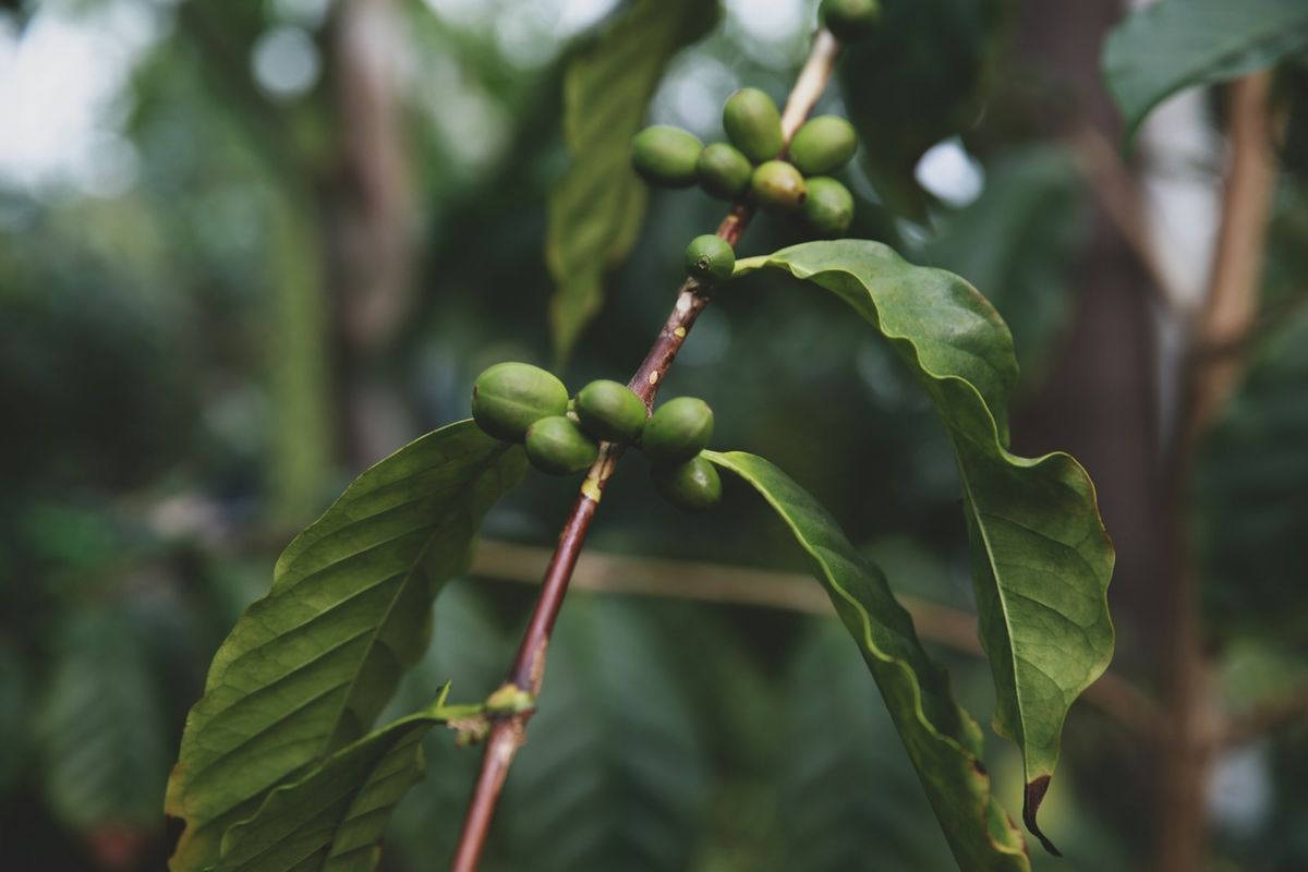 Kaffeplante (Coffea) med blanke, grønne blad