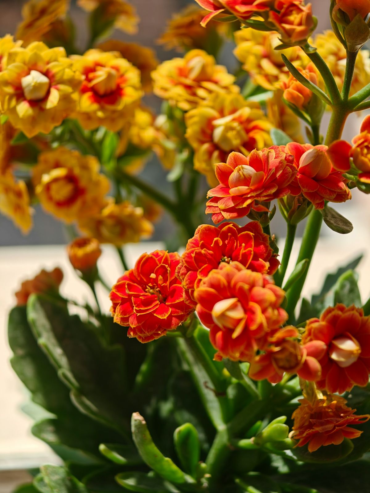 Nærbilde av livlige oransje og gule kalanchoe-blomster