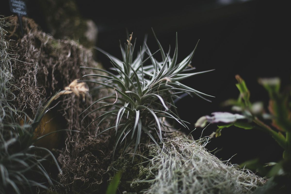 Tillandsia luftplante med grønne lineære blad uten jord