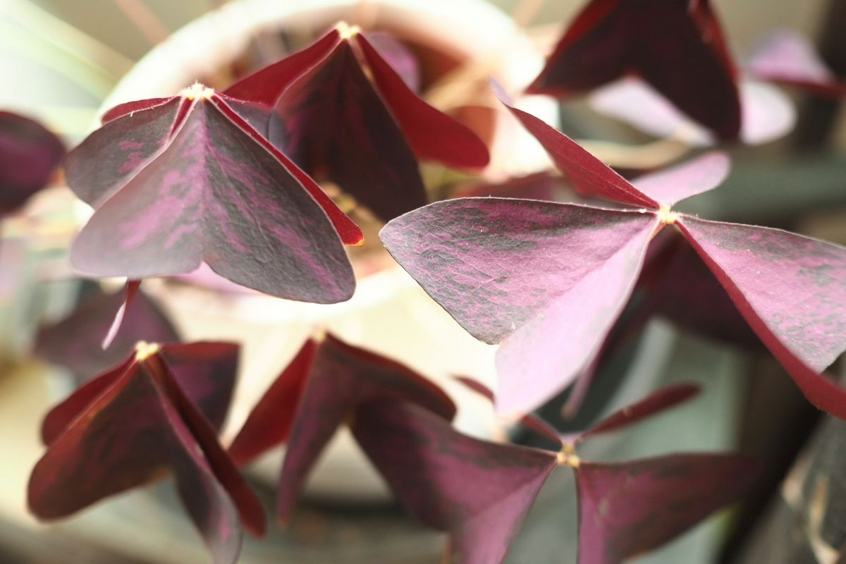 Oxalis triangularis med mørkelilla, trekantede kløverblad