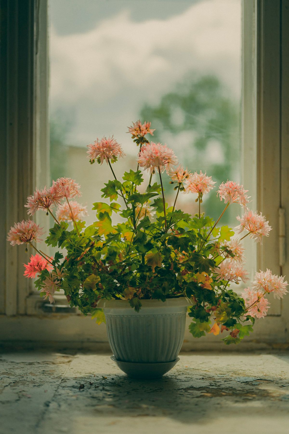 Pelargonium-blomster i potte på vinduskarm