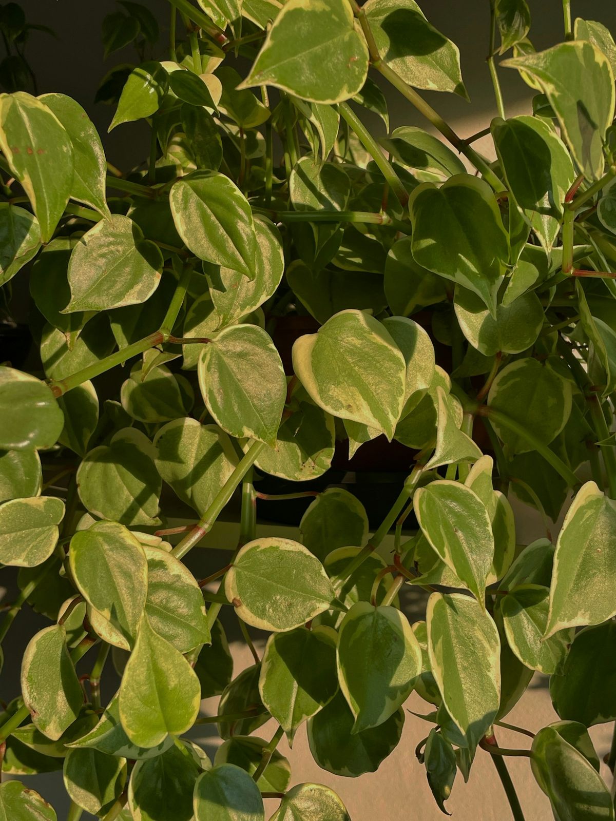 Peperomia plante med grønne blader