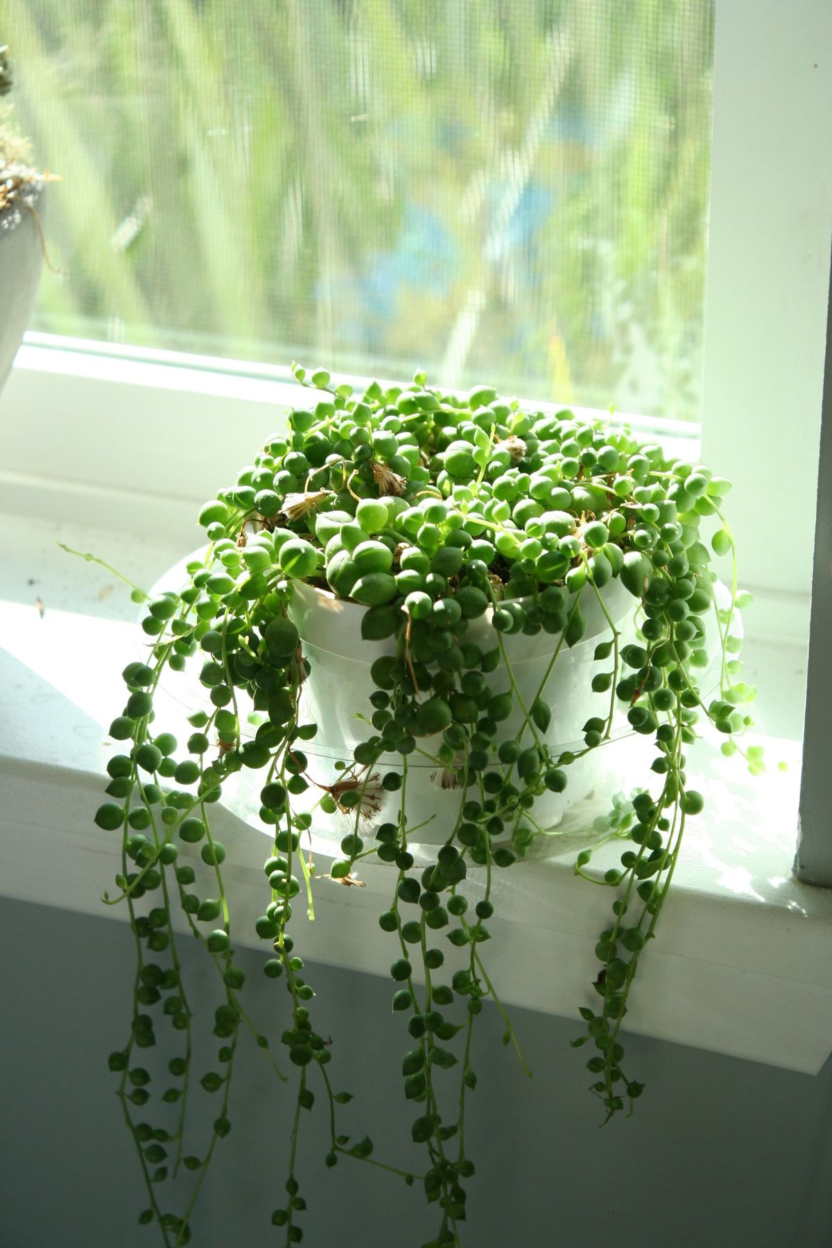 Perlekjede (Senecio rowleyanus) i hvit potte med runde, kuleformede blad