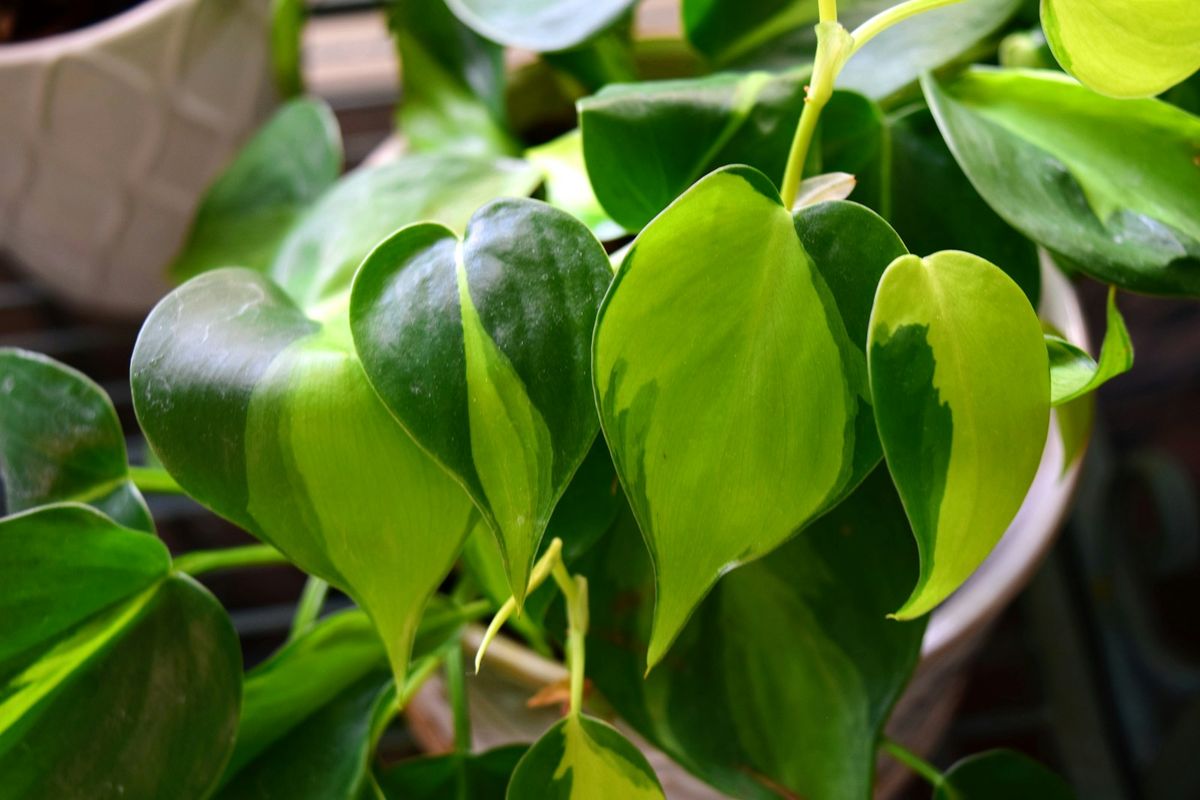 Nærbilde av hjertebladede philodendron-blader
