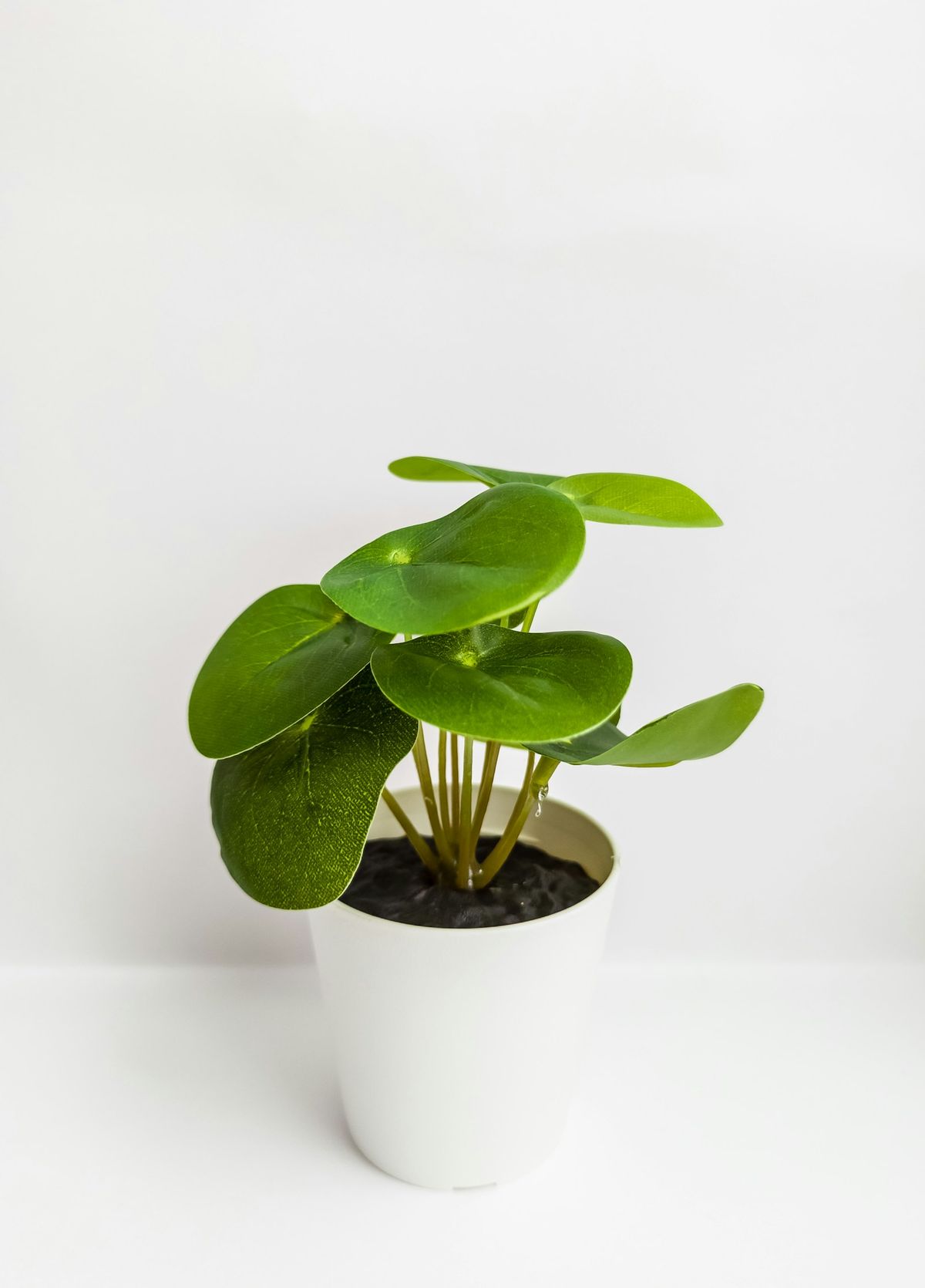 Pilea peperomioides plante i hvit keramikkpotte
