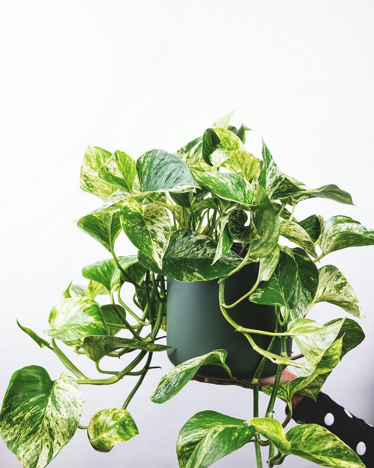 Pothos-plante i grønn potte