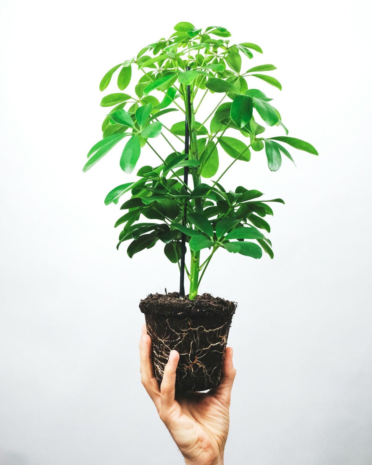 Schefflera (paraplytre) med fingerformede blad i sort potte