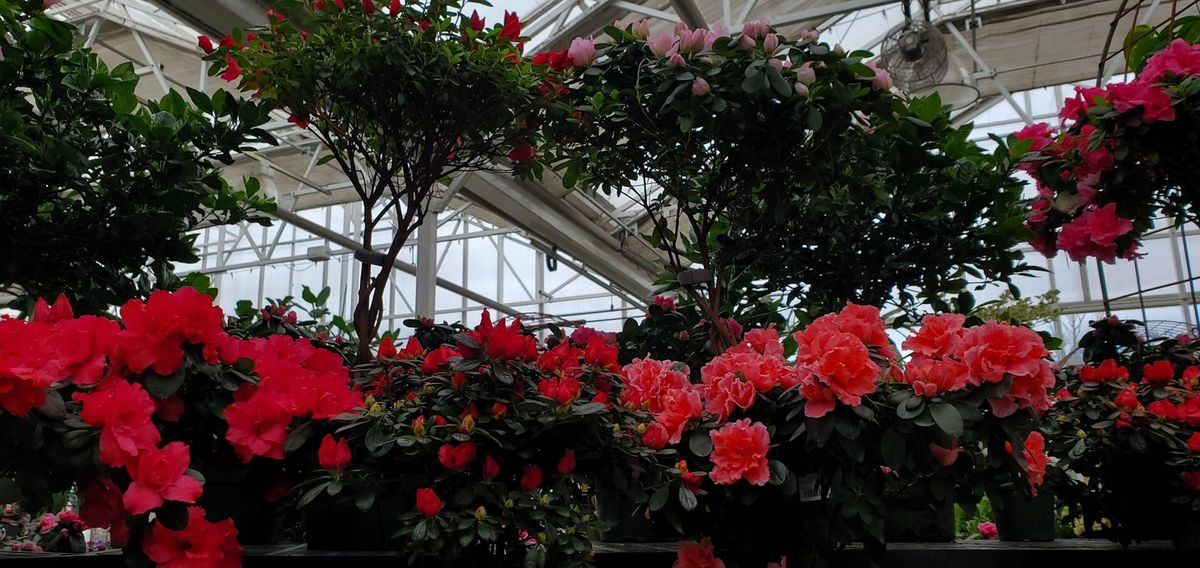 Røde og rosa azalea-blomster i blomstring i drivhus