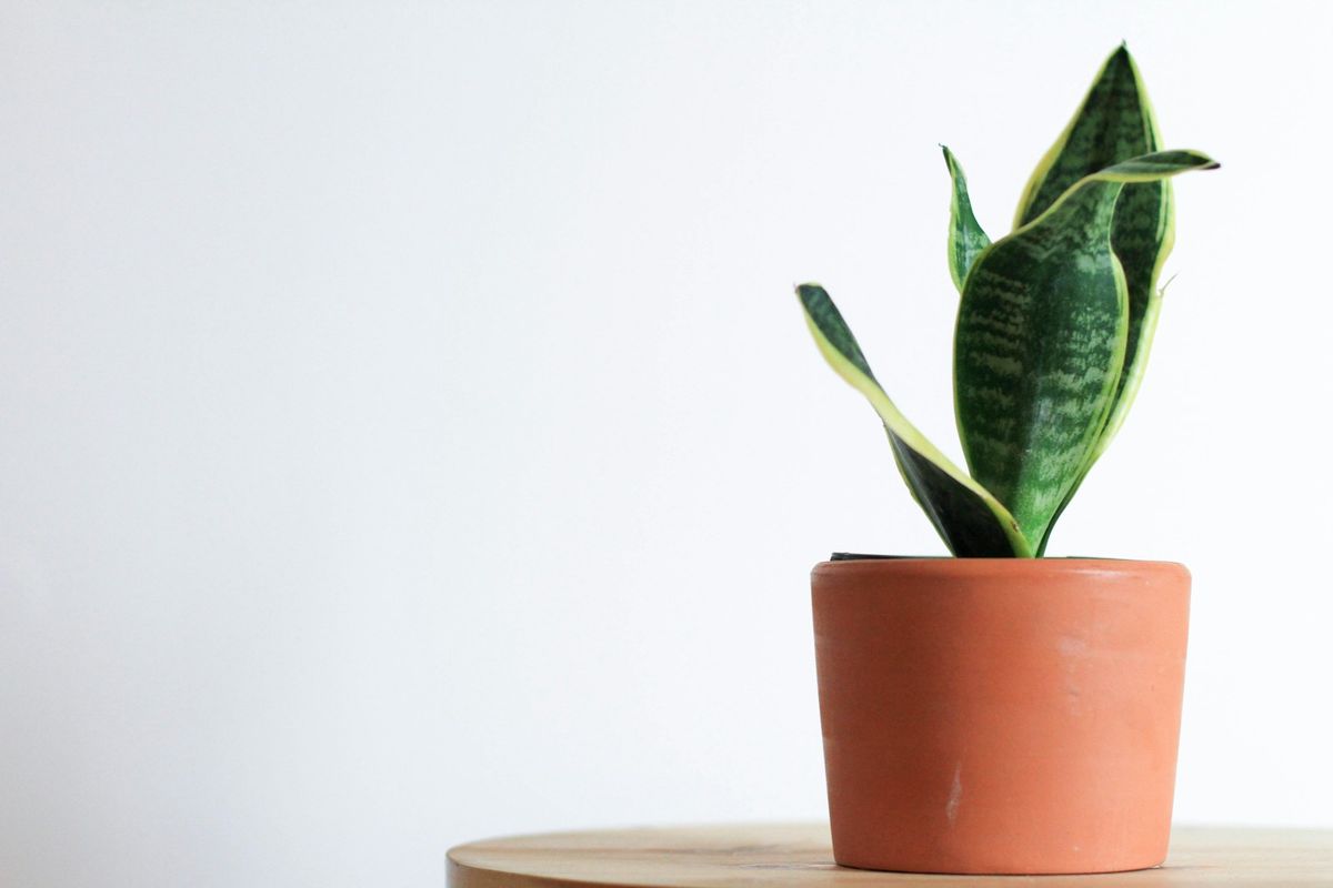 Grønn slangeplante (sansevieria) på bord