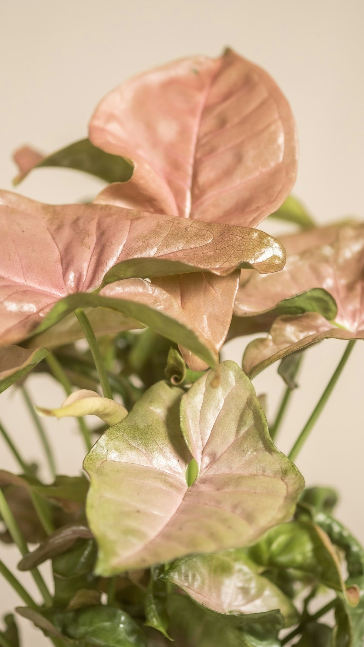 Syngonium plante med rosa og grønne blader i potte