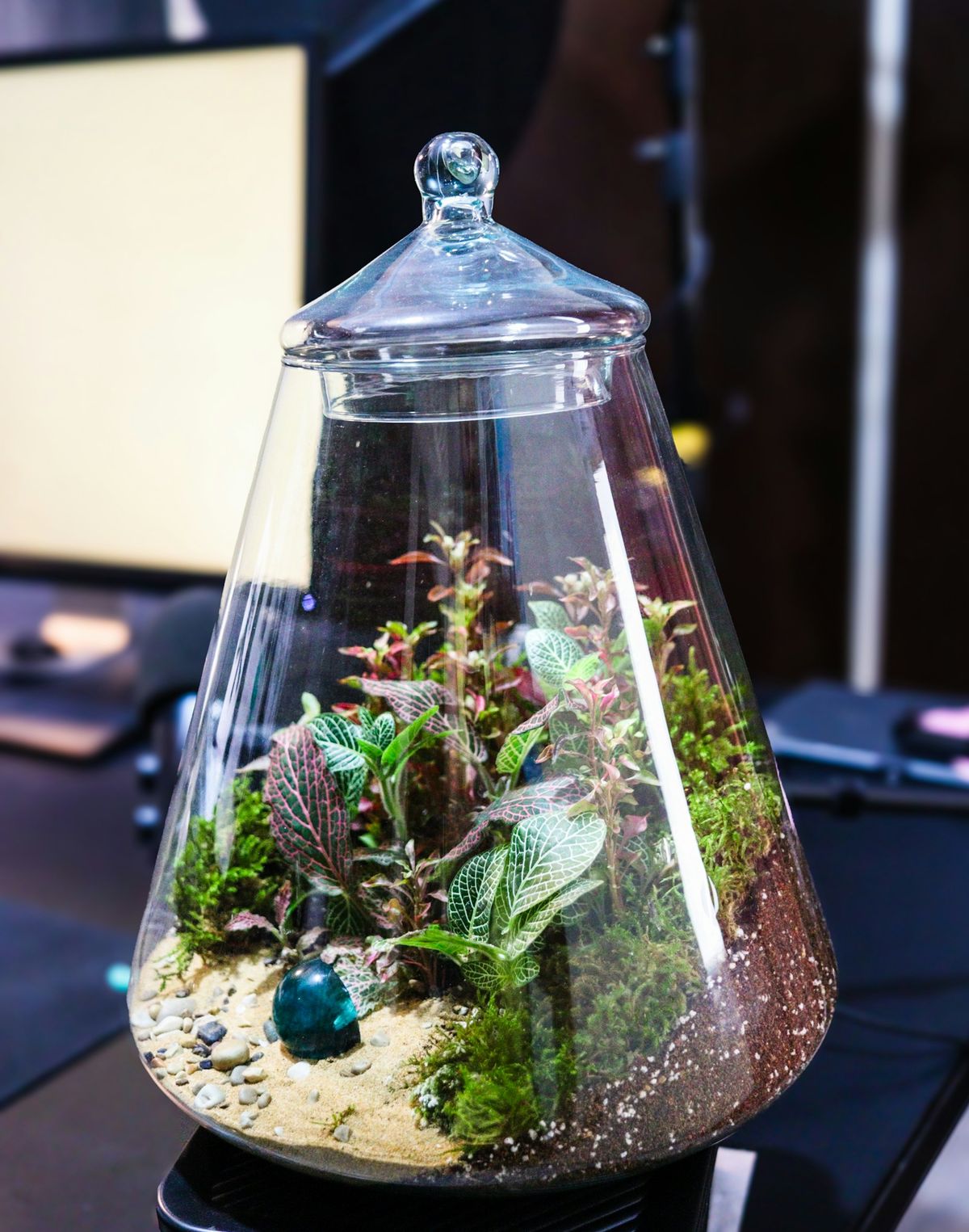 Terrarium med små planter og mose i glass
