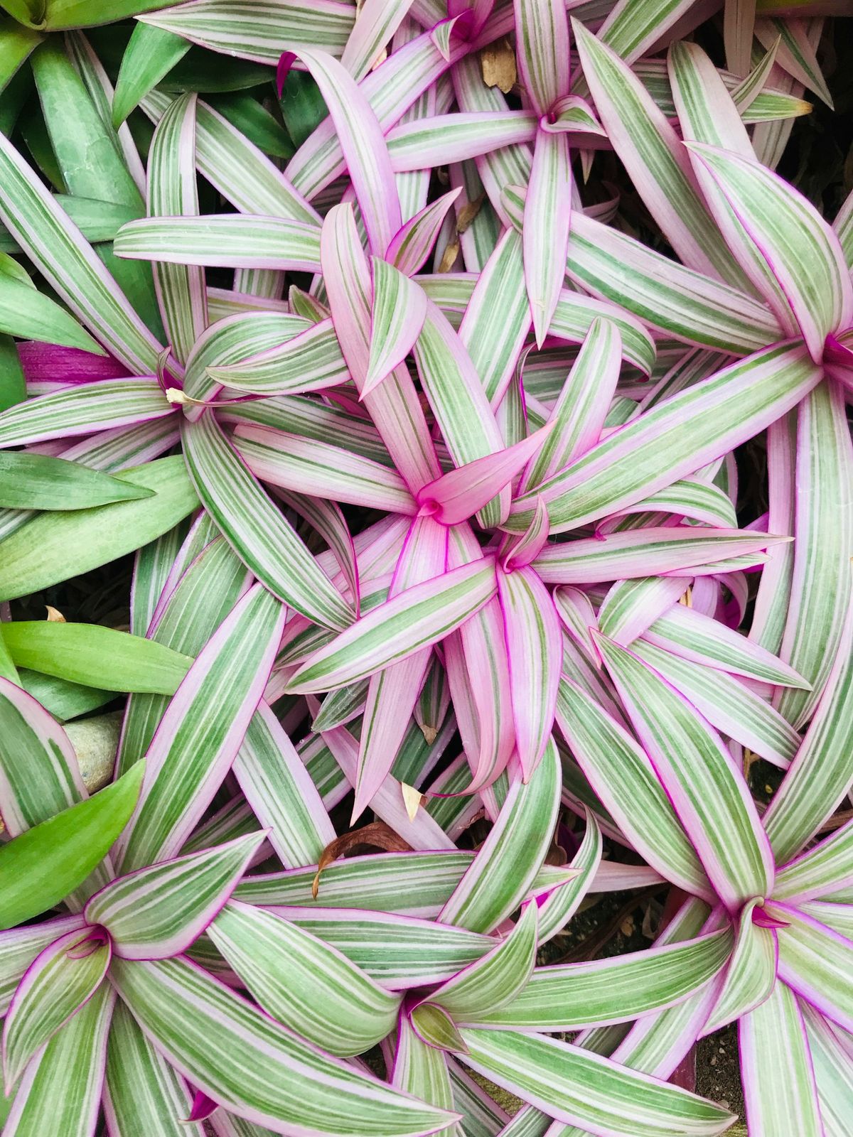 Tradescantia med grønne og lilla blader