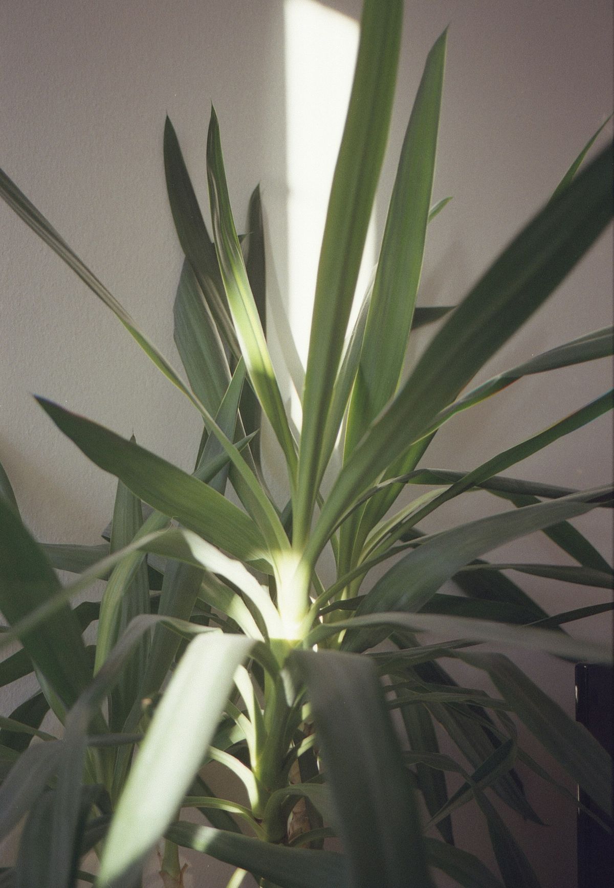 Yucca inneplante med stive, sverdformede blad i stue
