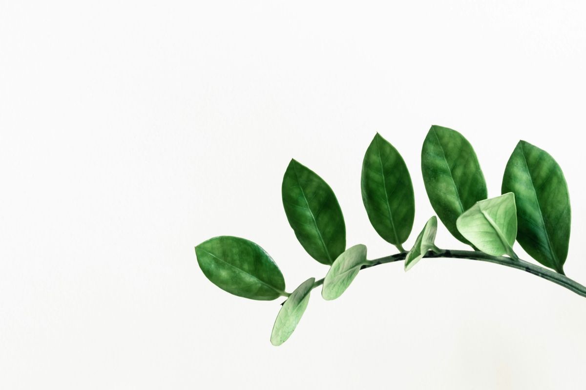 ZZ-plante stilk mot hvit bakgrunn