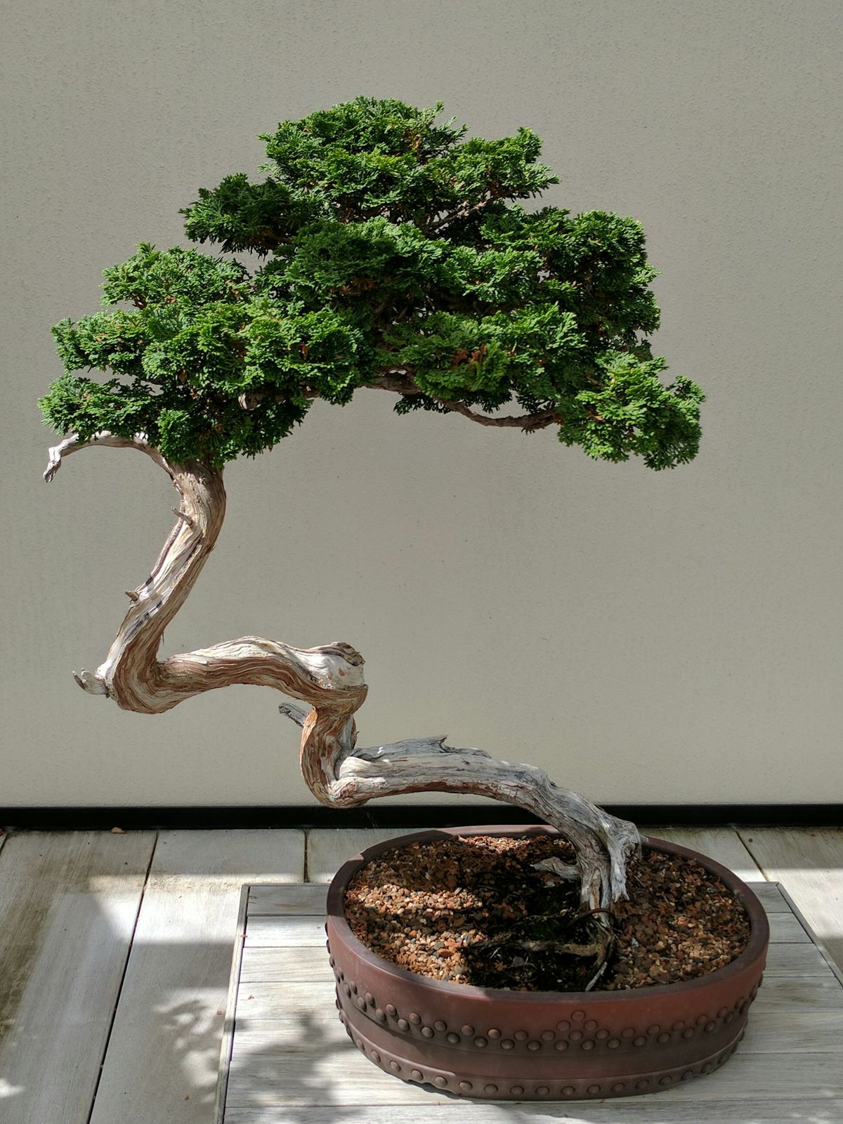 Bonsai-tre i potte på bord – japansk hagekust