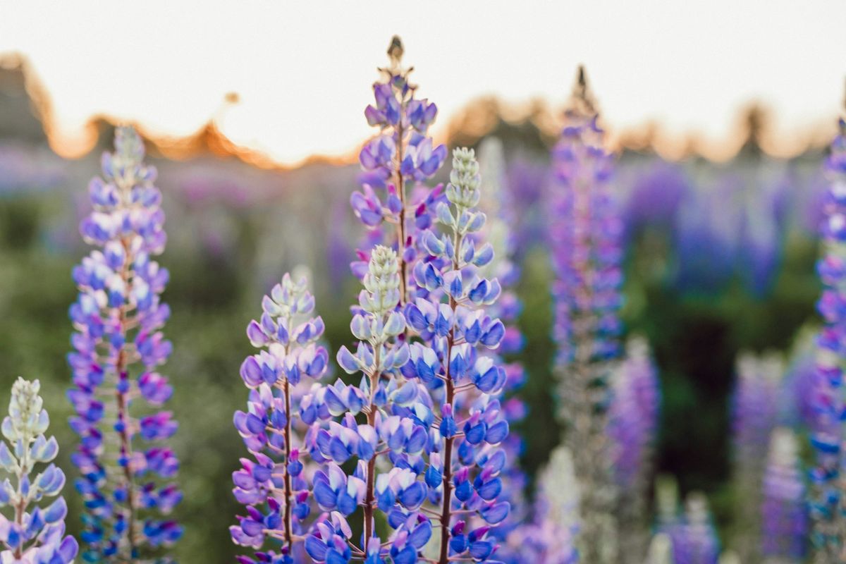 Lilla lupinblomster i eng – invasiv fremmedplante i Norge