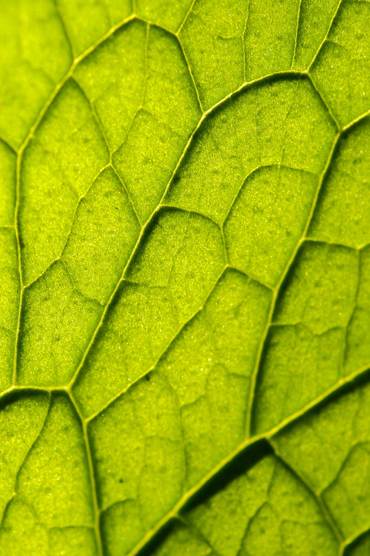 Makrofotografi av grønt blad