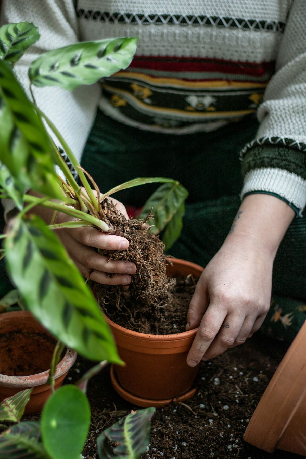 Person holder en potteplante med jord