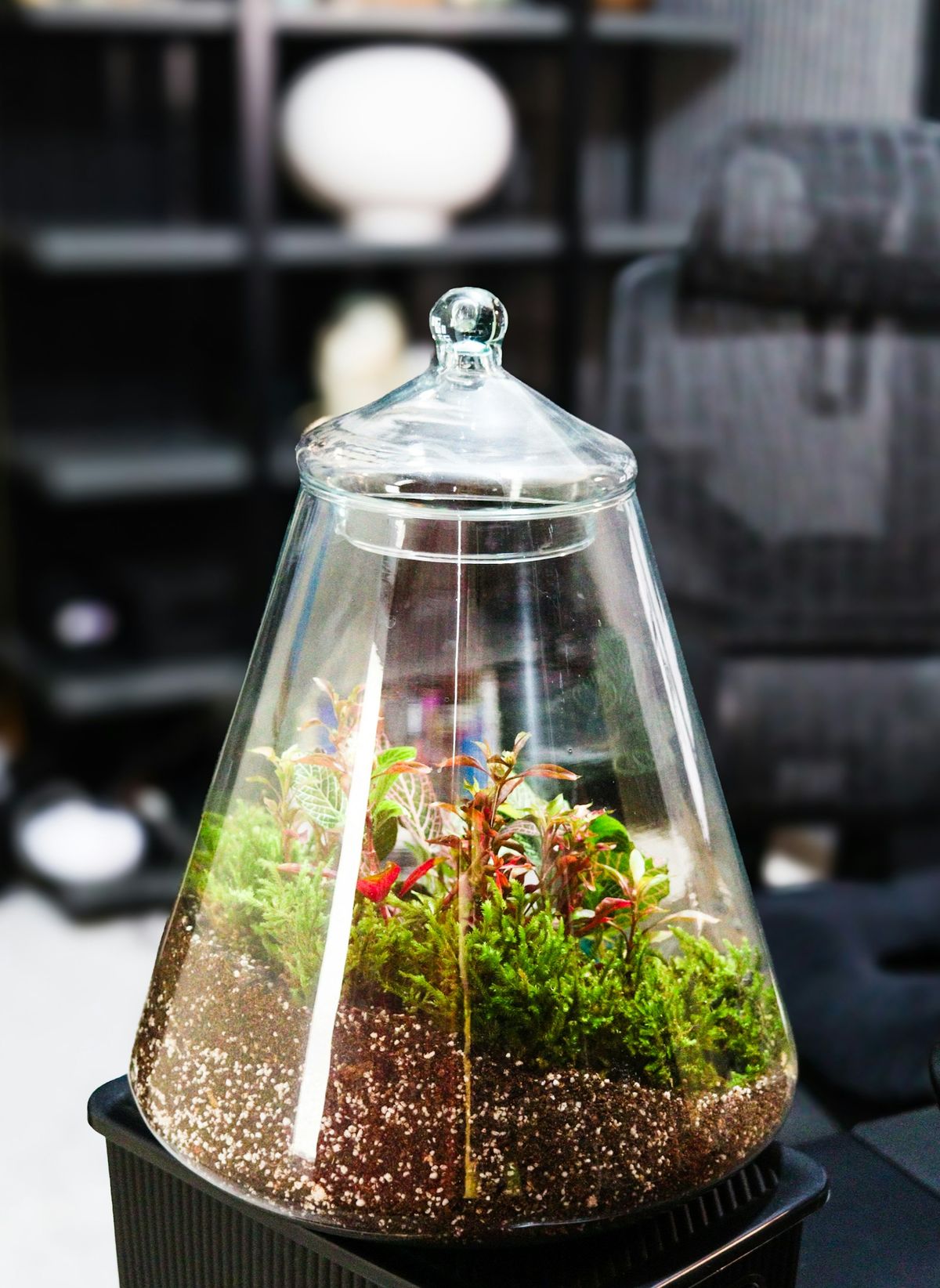 Terrarium med planter og mose i glassbeholder