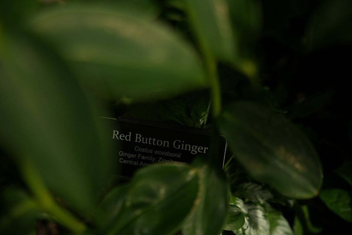 Plantelapp for red button ginger blant grønne blader