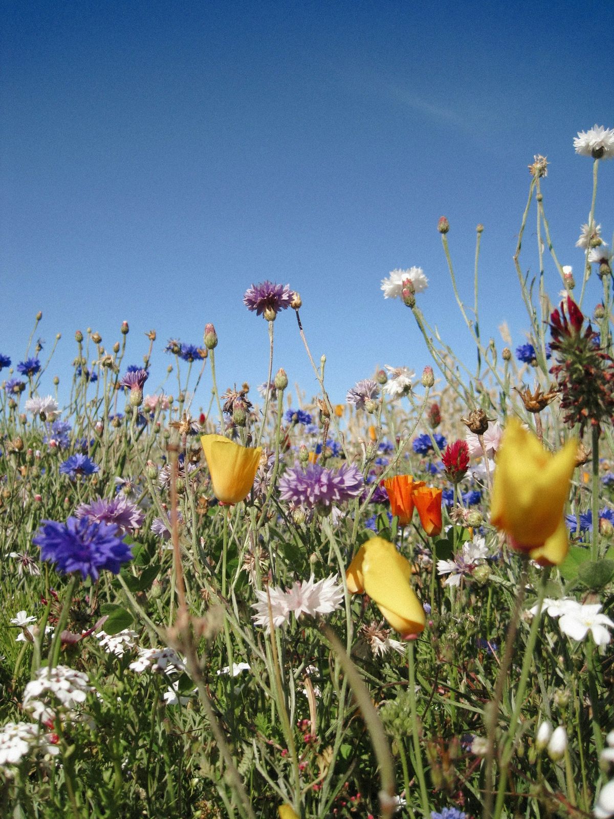 Villblomstereng med prikkebladete blomster og blå himmel