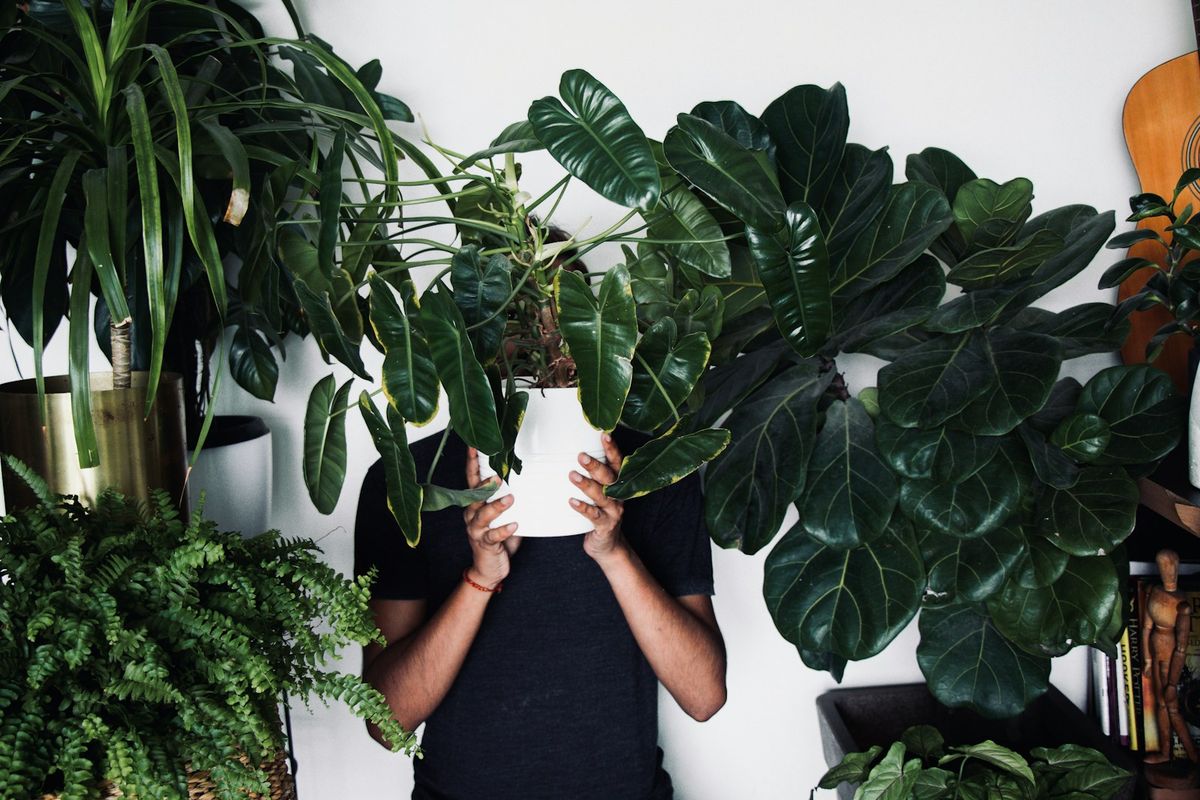 Person som holder grønn plante – glede ved å ha planter