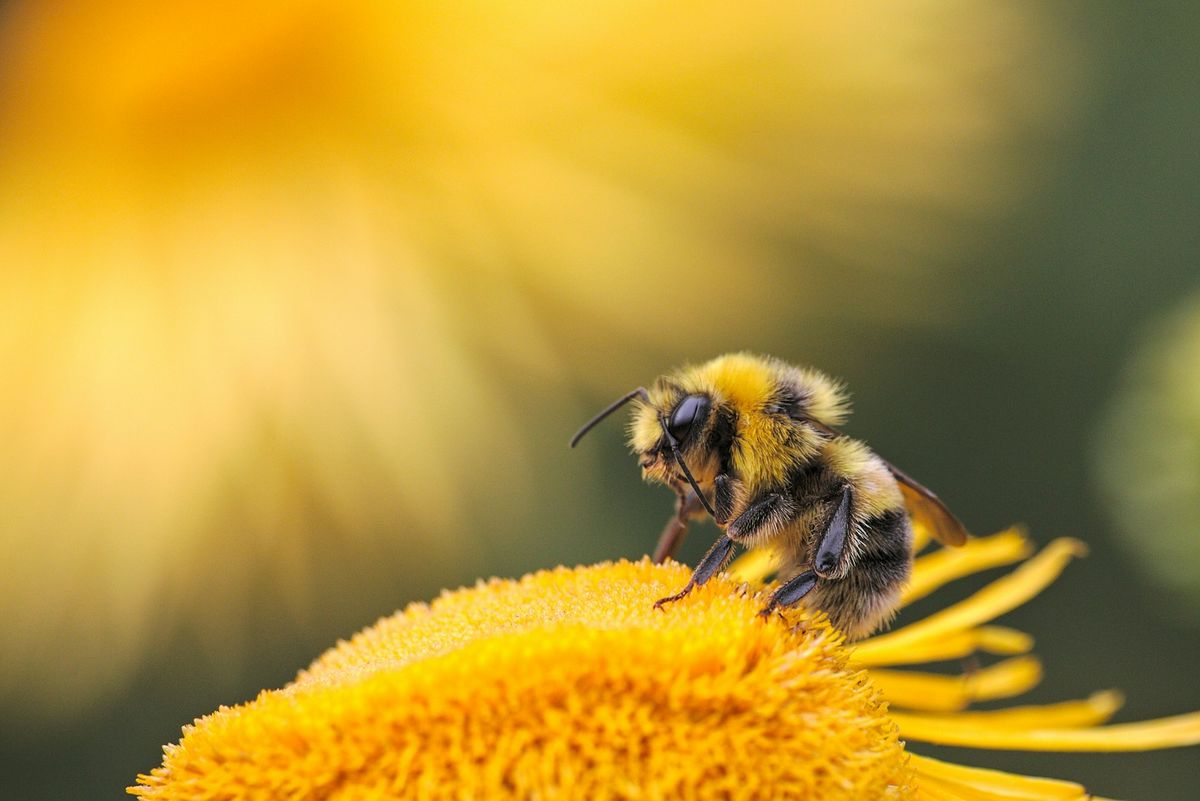 Honningbie på gul blomst – pollinering i naturen