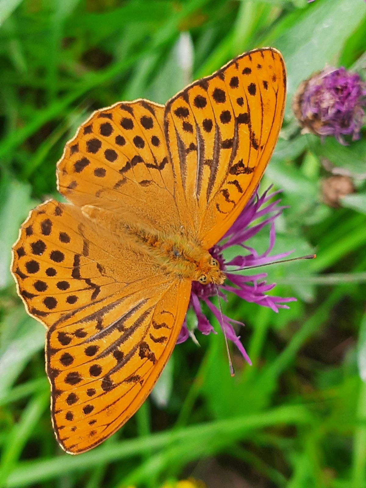 Sommerfugl på blomst i norsk natureng