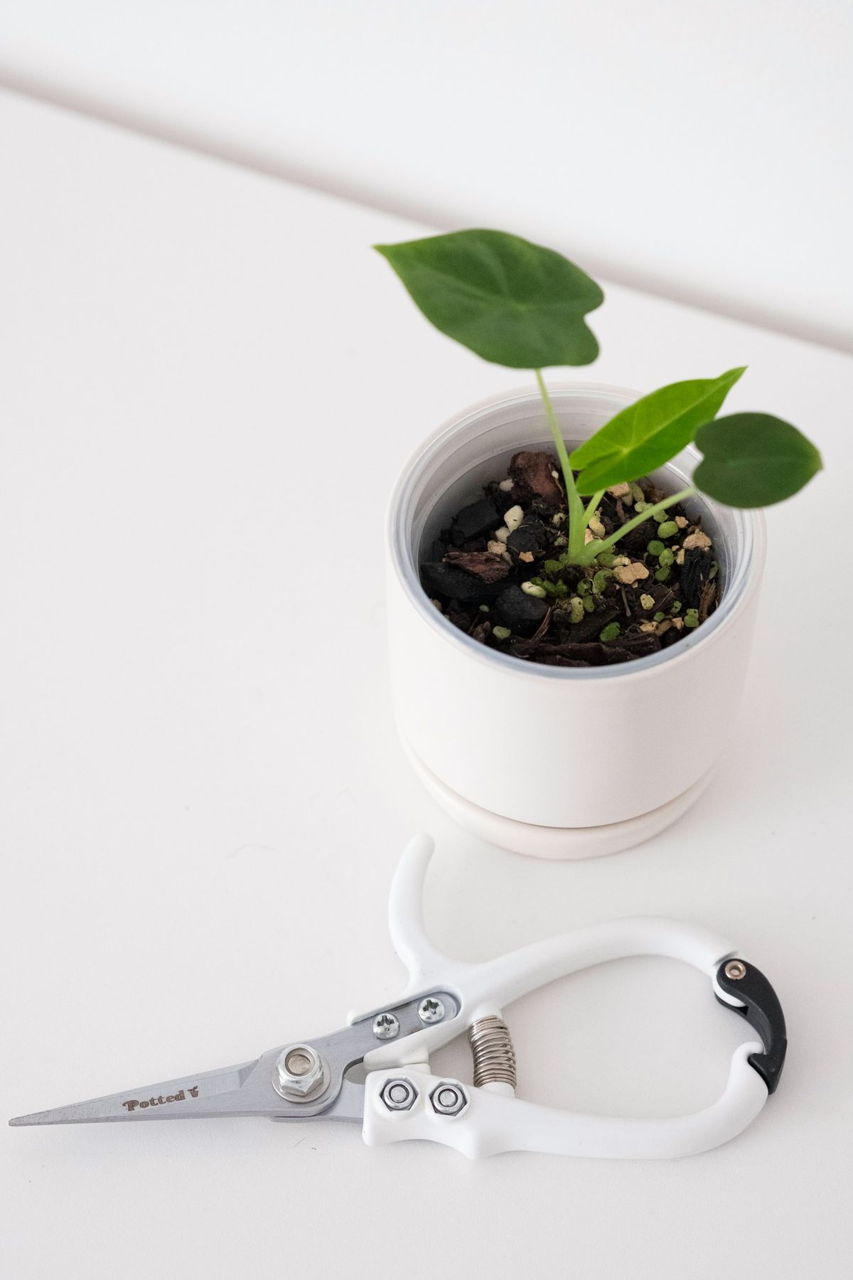 Liten plante i hvit potte med beskjæringssaks