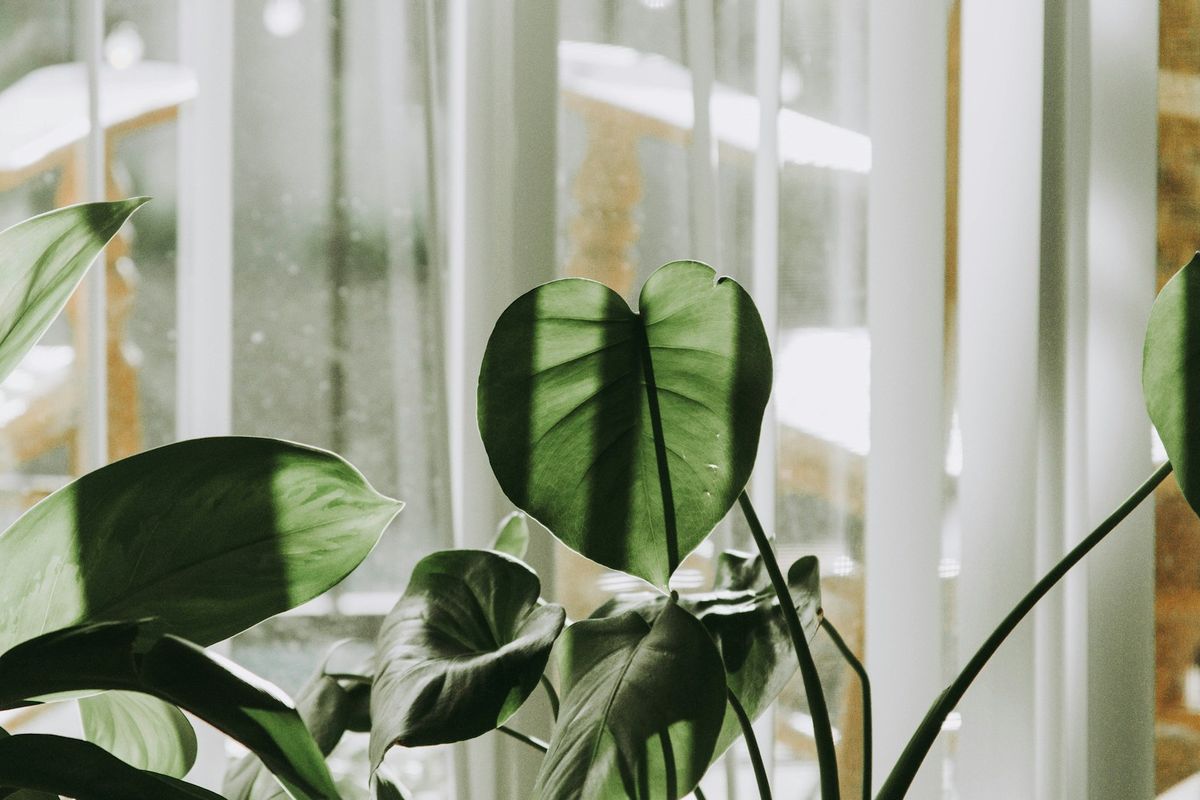 Potteplante med bladfall foran vindu