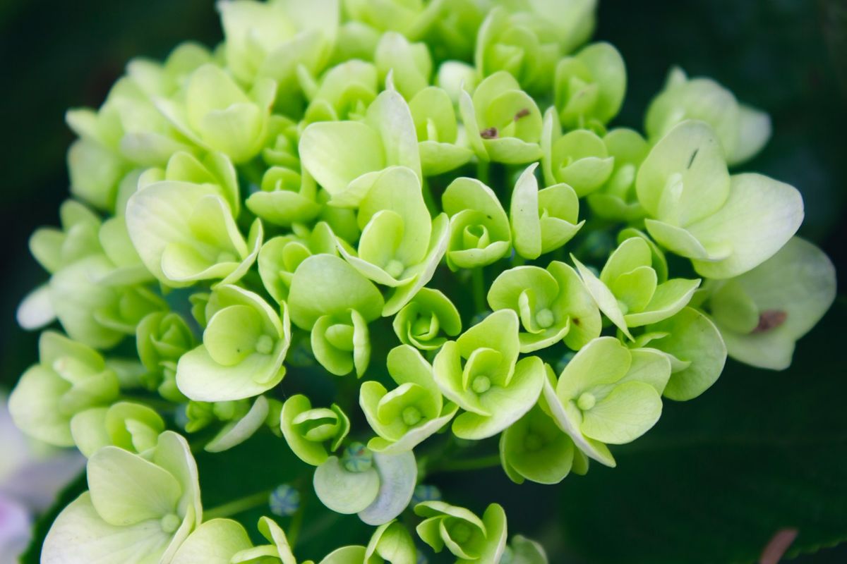 Nærbilde av grønn orkideblomst