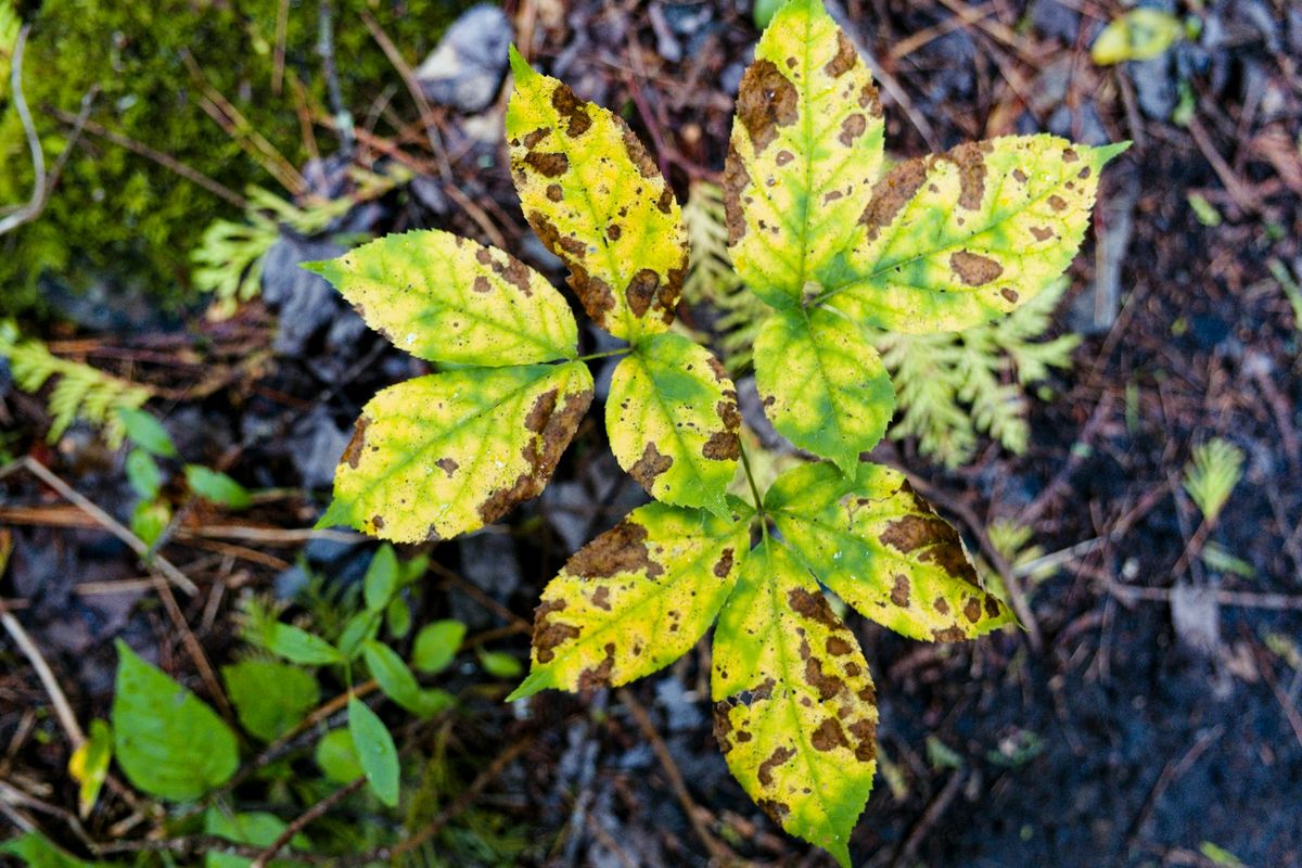 Nærbilde av blad med brune flekker – plantesykdom
