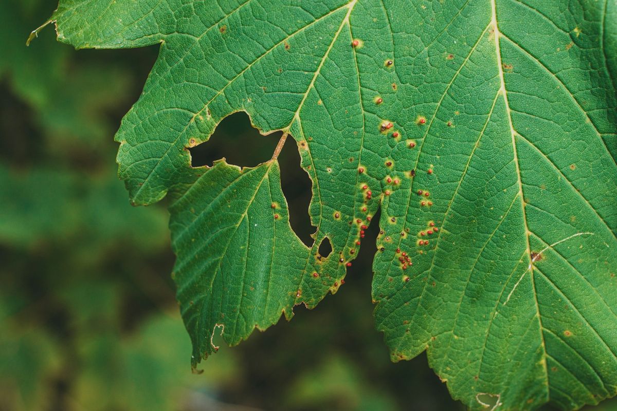 Grønt blad med brune flekker – symptom på bladskade