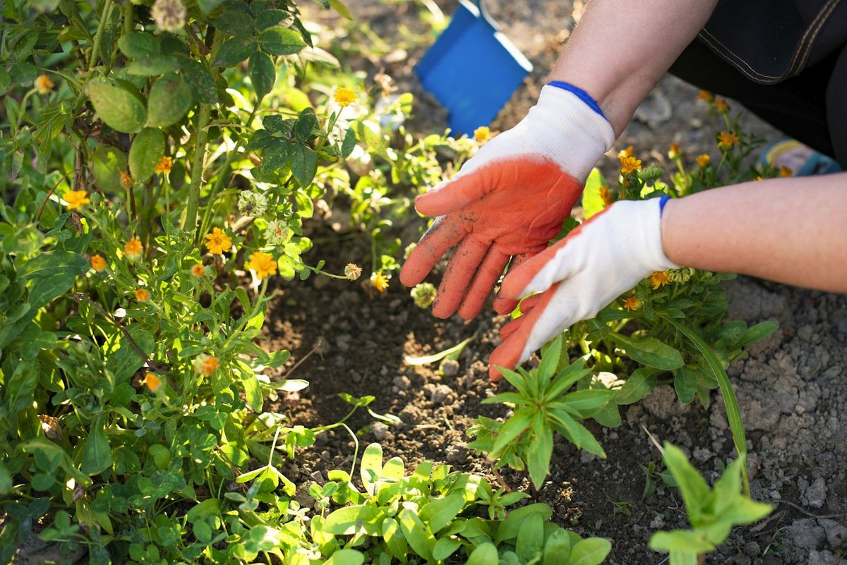 Hender i hagehansker som arbeider jord og næring inn rundt plantene