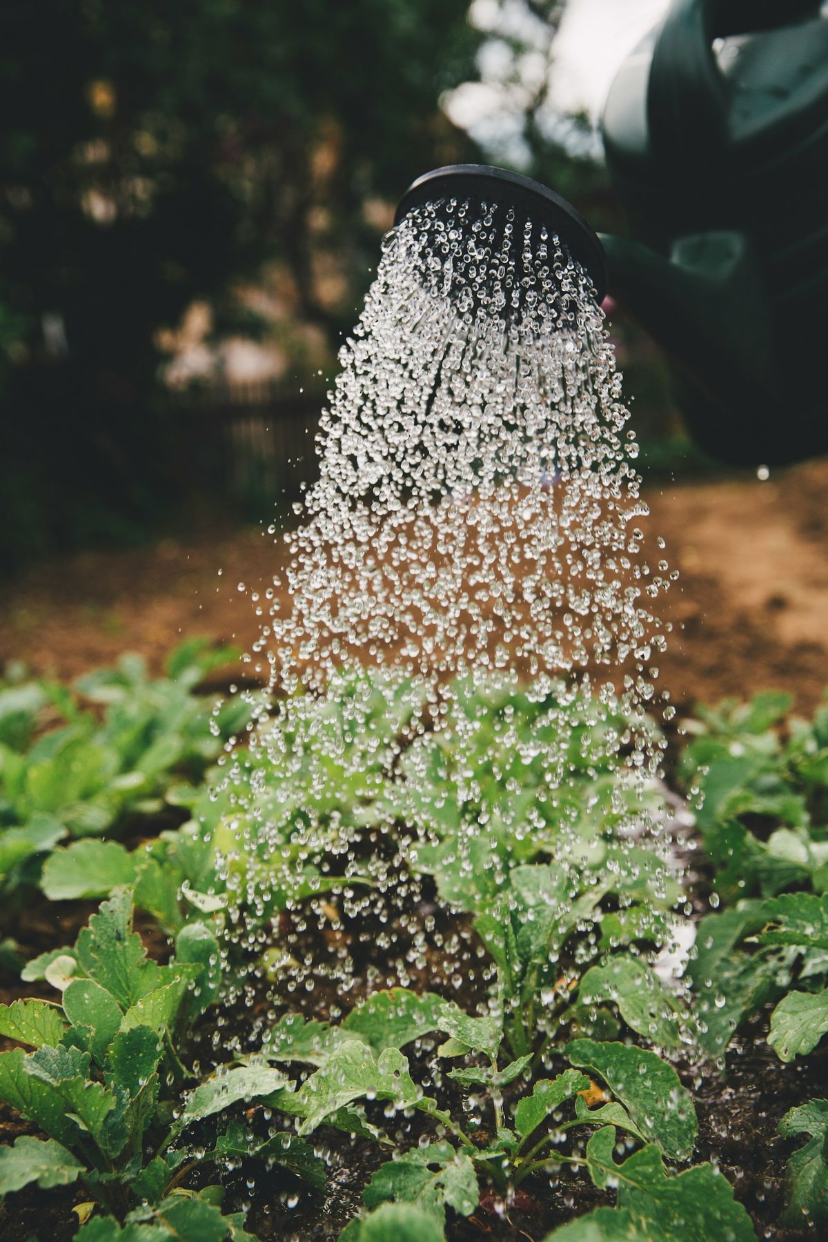 Person som vanner plante – hvor mye vann trenger planten