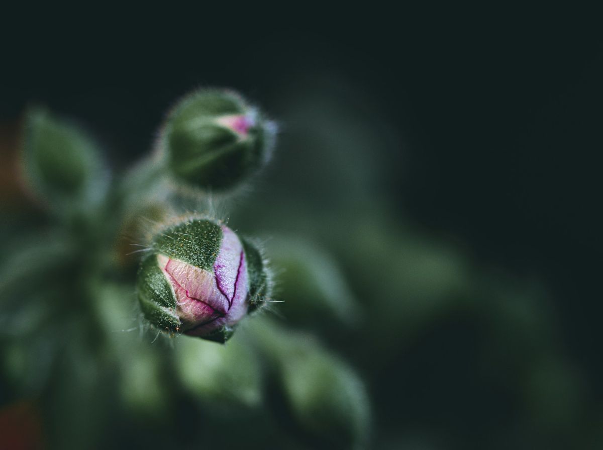 Nærbilde av blomsterknopp på plante