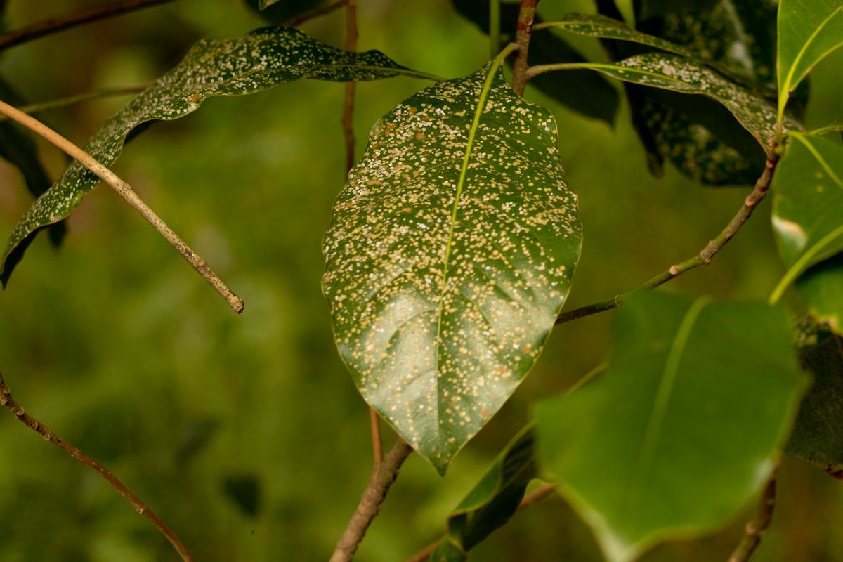 Grønt blad med hvite flekker – meldugg på plante